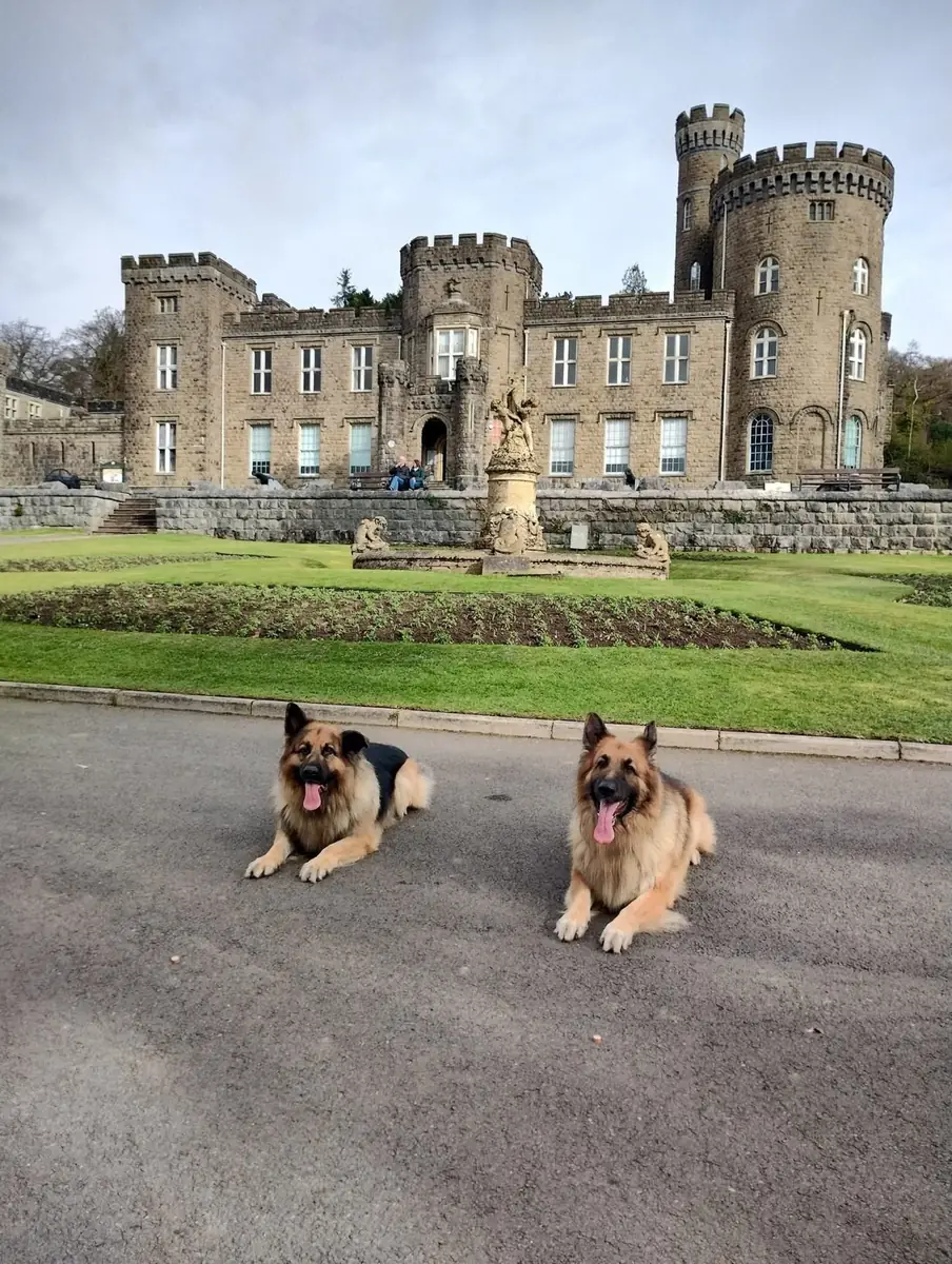 Two German Shepherds in front of Cyfarthfa Castle
