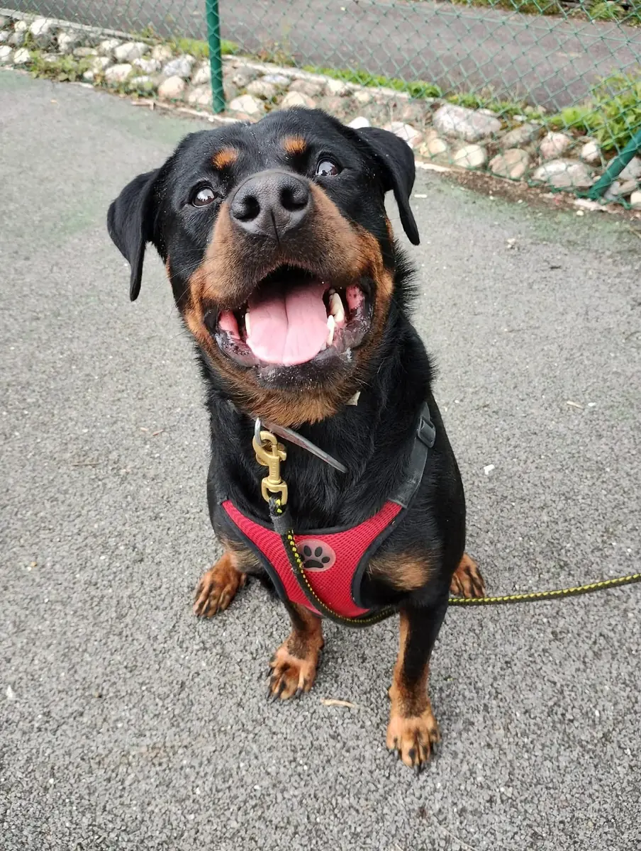 Happy Rottweiler sitting during a training session